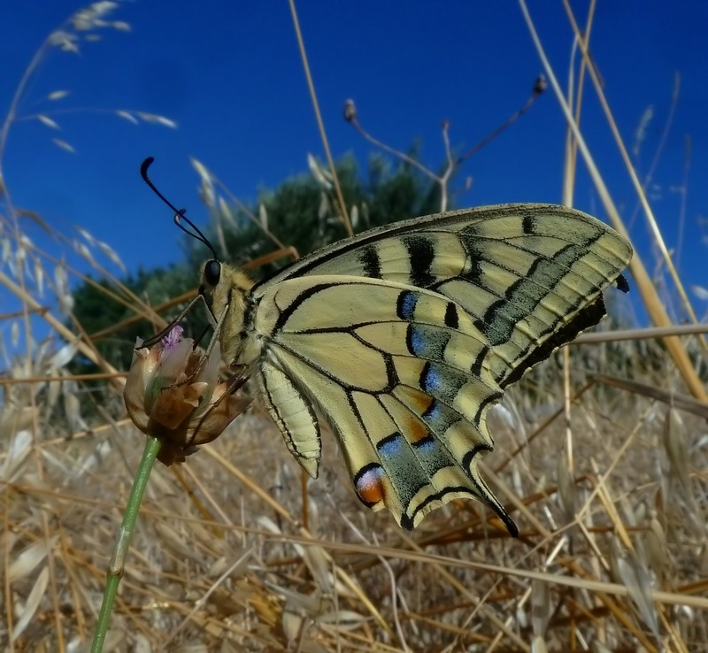 farfalle e uliveti